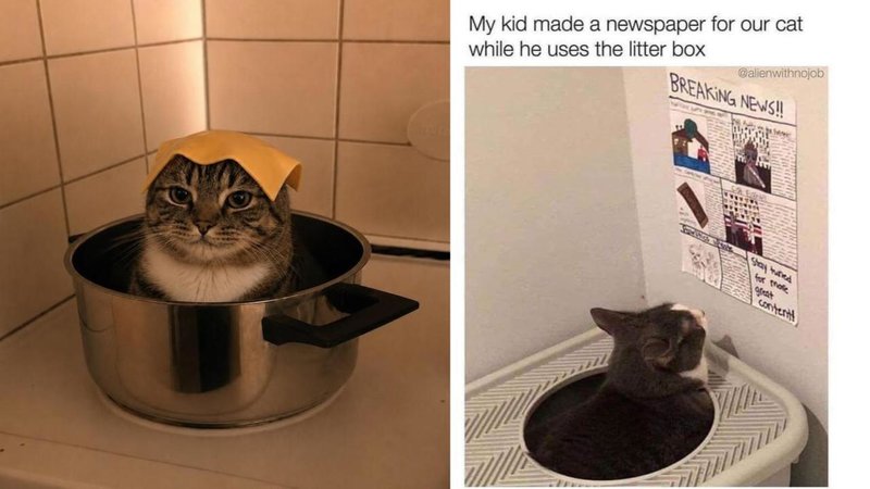 Two cats.