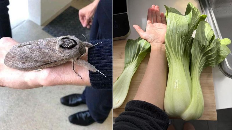 Two absolute units.