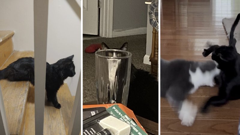 Examples of cats being silly.