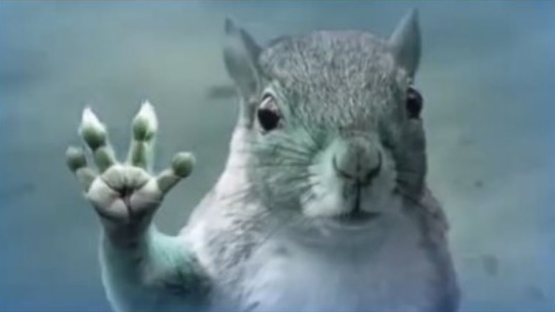 The 'Tornado Squirrel' meme explained.