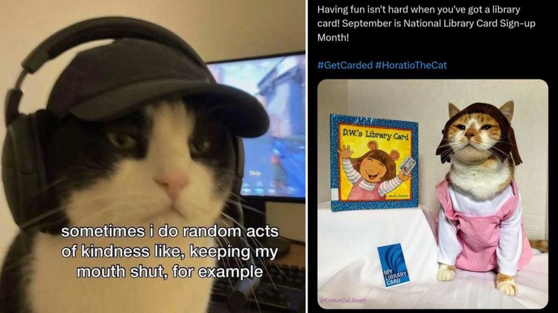 Two cats.