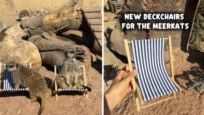 Two screenshots of Peak Wildlife Park's viral video, showing two meerkats on tiny deck chairs and said deck chairs being placed, respecively.