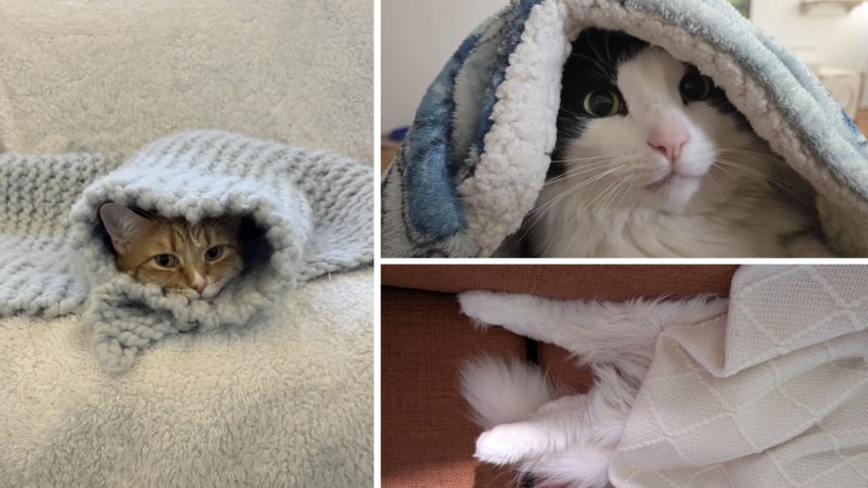Examples of tucked-in cats.