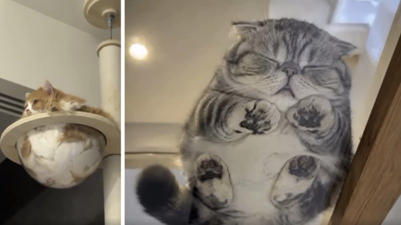 Examples from Cats Are Liquid.