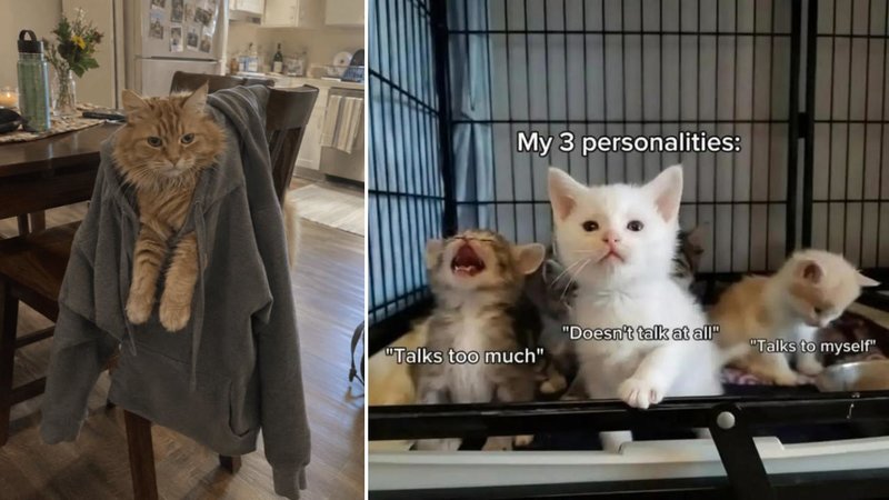 Two cats.