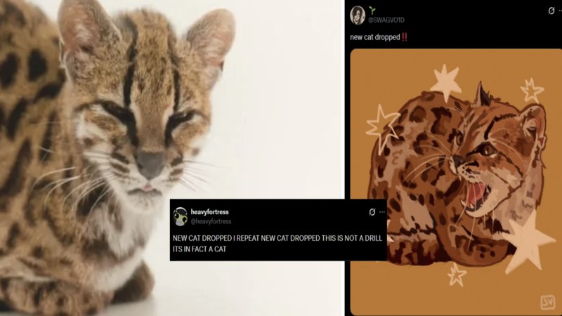 The Internet Can't Stop Posting About The Newly Discovered Tilcayo Cat