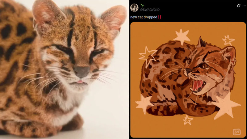 The 'Tilcayo Cat' explained.