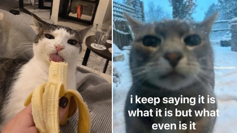 Two cats.