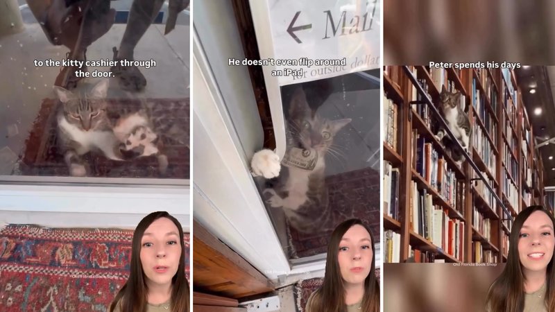 Three screenshots of ThatGoodNewsGirl's viral video, showing different clips of Peter the cat as she tells his story.