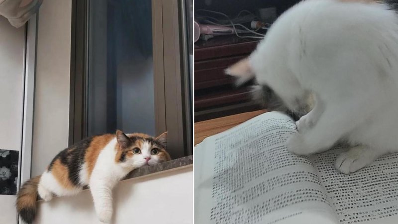 Two cats.