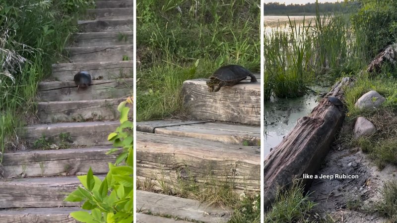 Three screenshots of Chase Haubert’s viral video, showing a turtle’s journey down the stairs.