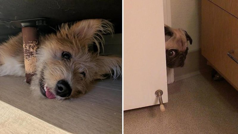 25 Dogs Caught Red-Handed, Up To No Good
