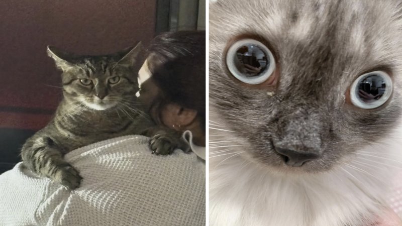 Two examples of cats being weird.