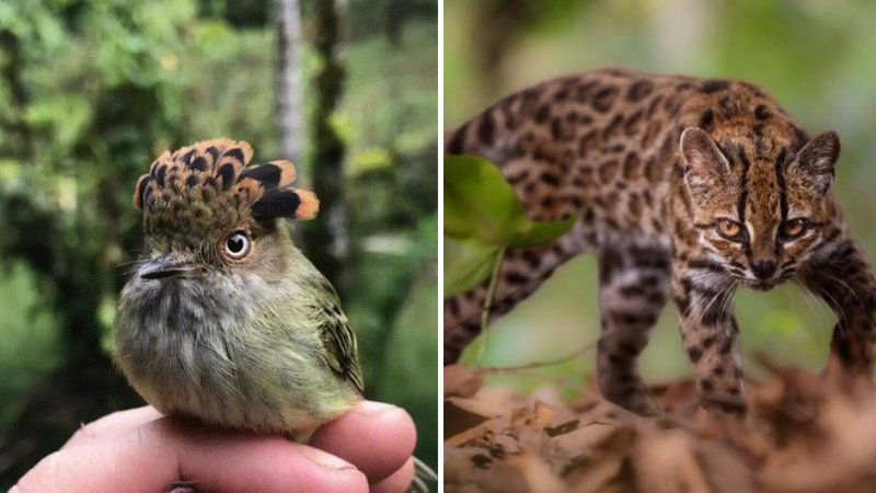 Two animals.