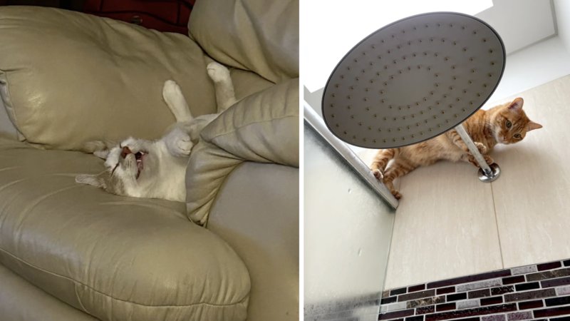 Examples of cats being silly.