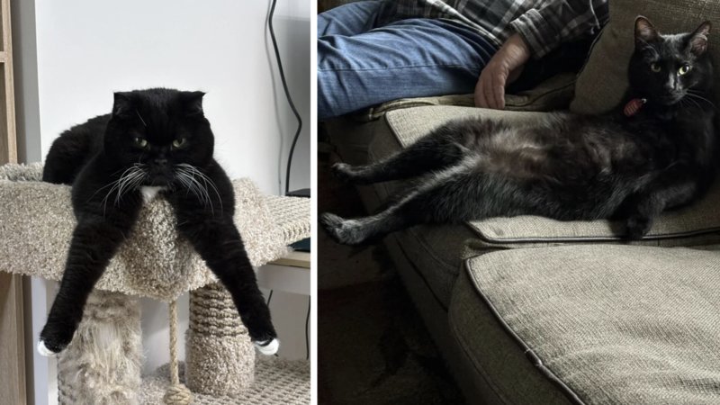 Examples of weird little cats.