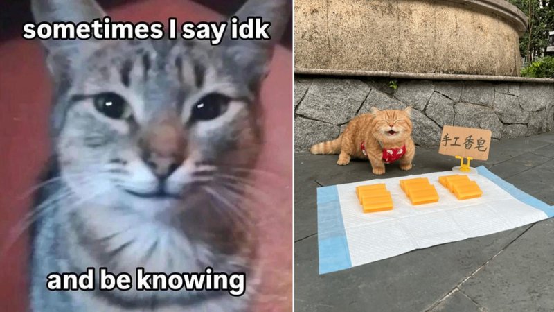 25 Relatable Kitties We Resonate With Today | Know Your Meme