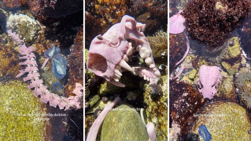 Three screenshots from Madison McKay’s viral video, showing a purple sea otter skeleton on a beach.
