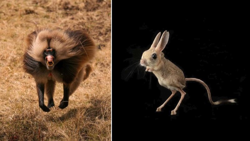 25 Bizarre And Unique Creatures To See And Admire