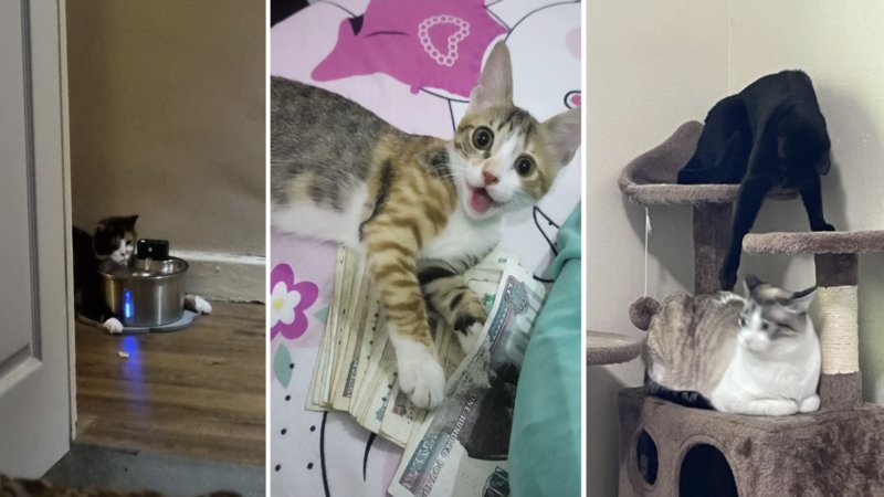 Three images of funny cats.