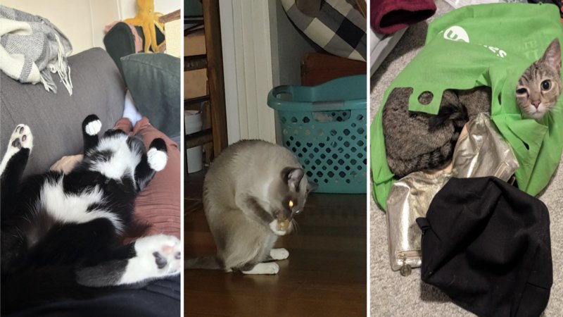Examples of cats being silly.