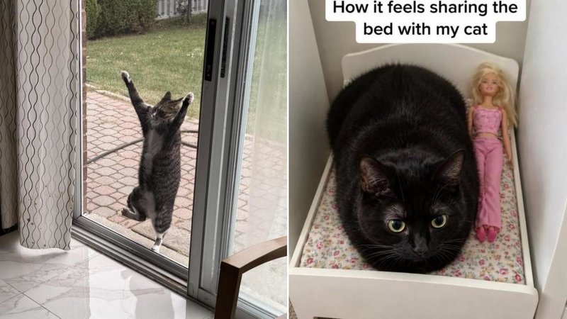 Two cats.
