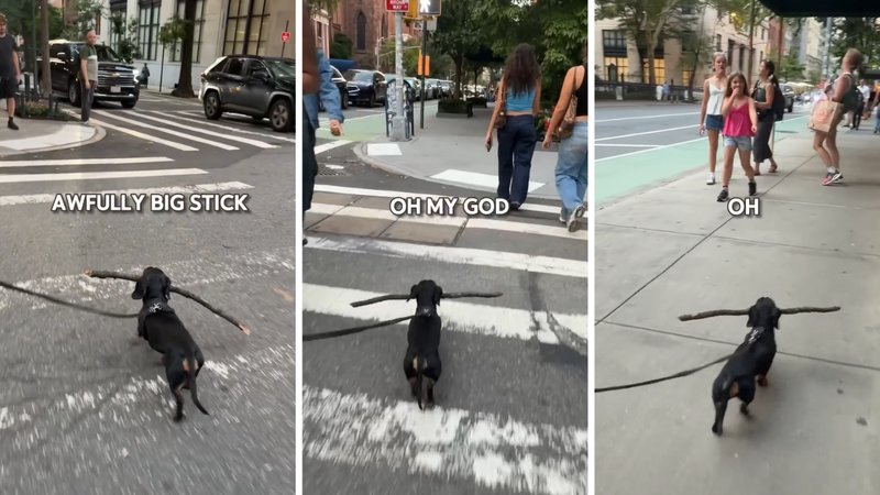 Three screenshots from Big Stick Goose’s viral video, showing him walking around while carrying a big stick.