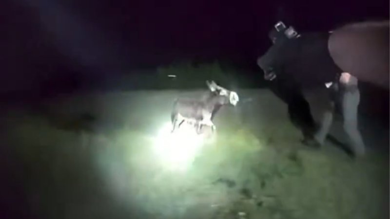 A screenshot from the bodycam footage, showing a donkey walking towards a police officer and the bodycam-wearing officer pointing a gun at it.