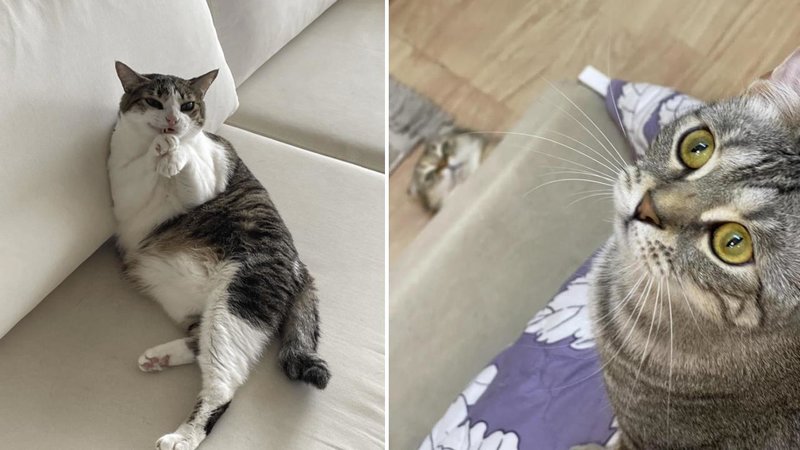 Two cats.