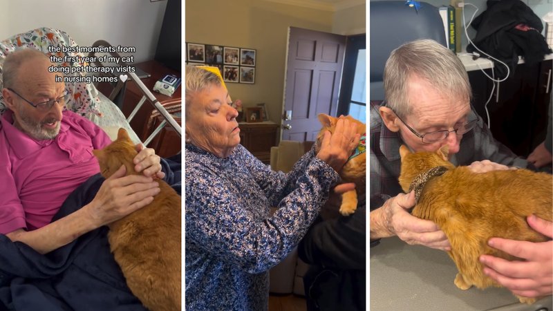 Three screenshots of @almondandcashie’s viral video, showing Almond being petted by various nursing home residents.