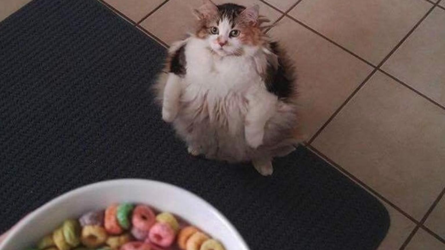 Loops cat