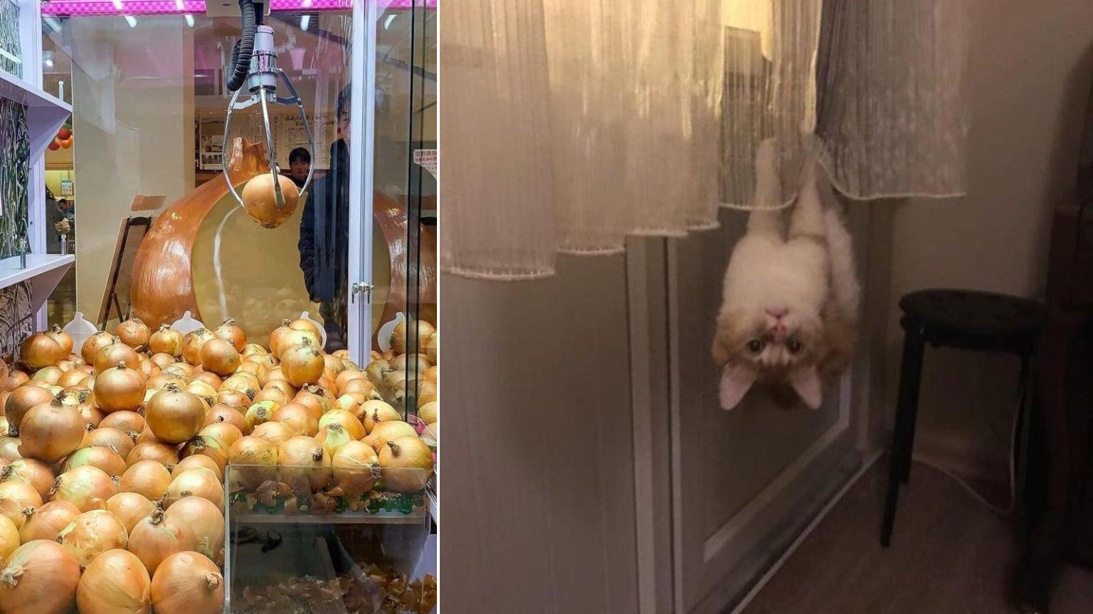 Answers Are Needed For These 16 Bizarre Images | Know Your Meme
