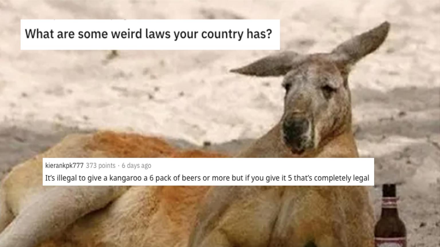 'It's Illegal To Give A Kangaroo A Six Pack' The 15 Strangest Laws