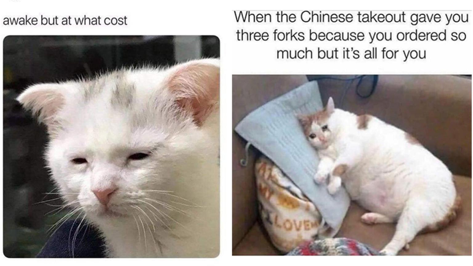 15 Of The Most Relatable Cats Ever Captured Know Your Meme