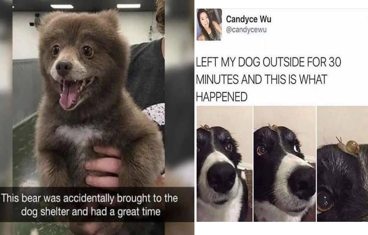 If I just keep looking cute, they'll surely blame the dog! | @DoggyFace1742  | Memes, image size:1200x768