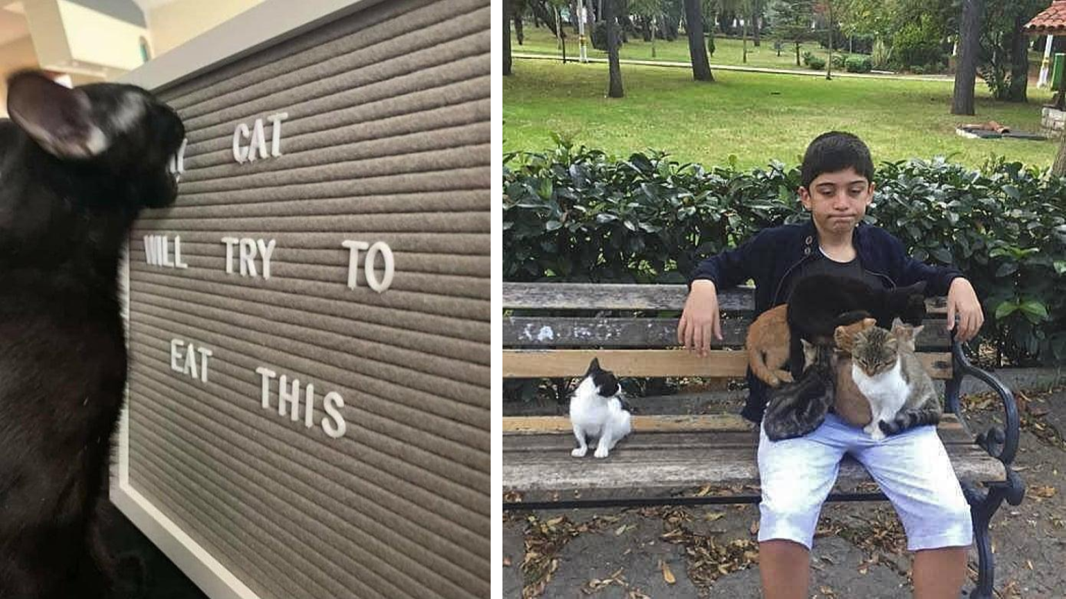 25 Funny Cat Images To Take Your Mind Off Dogecoin Investments