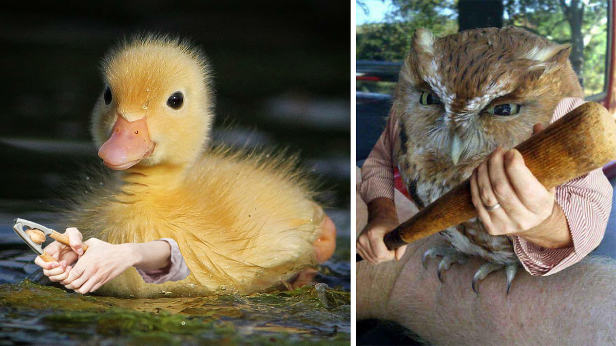 15 Humorous Examples Of The 'Birds With Arms' Trend Know