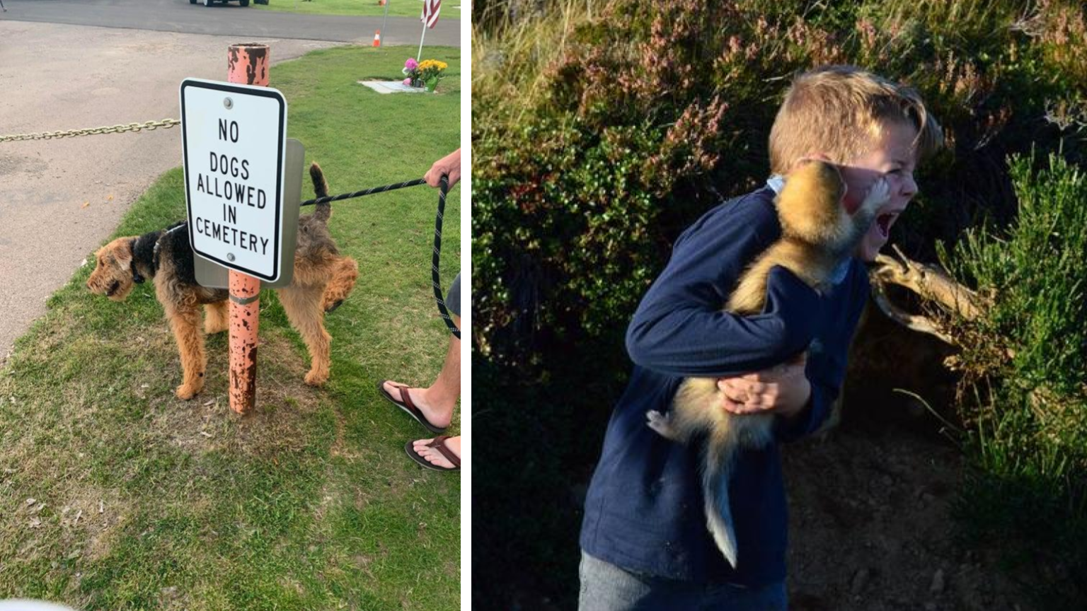15 Of The Funniest Times Animals Were Total Jerks