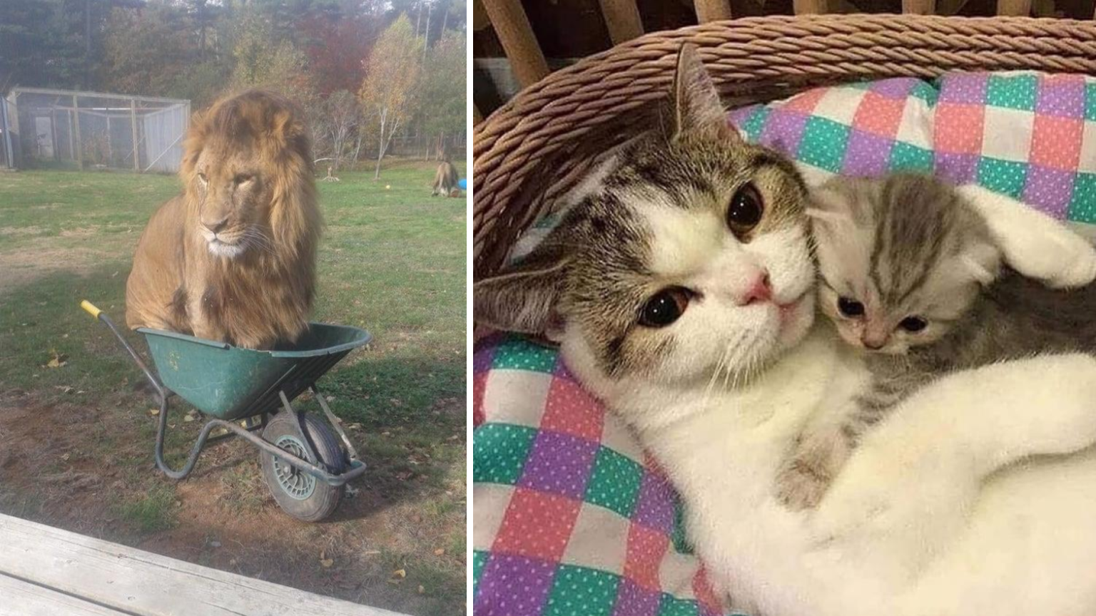 Cleanse Yourself From A Long Week Of Work With These 25 Wholesome Animals 