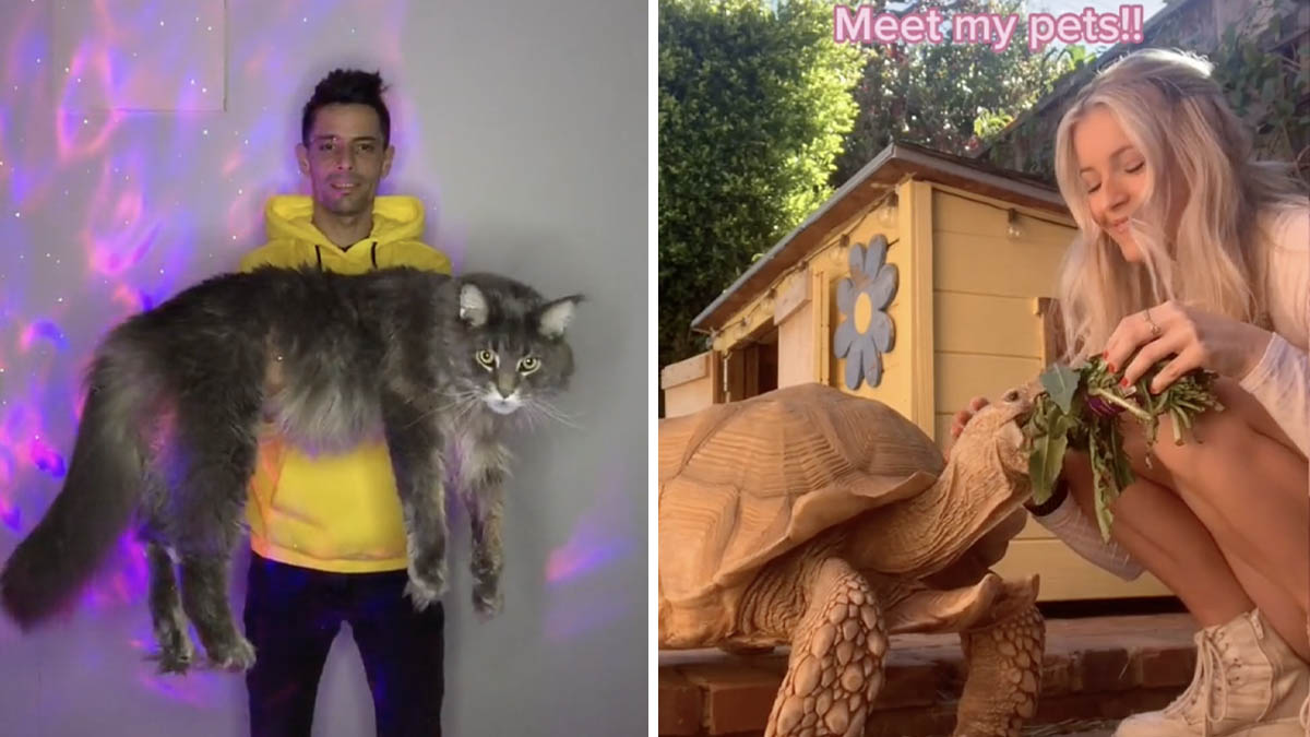 23 of the Coolest Pets on TikTok | Know Your Meme