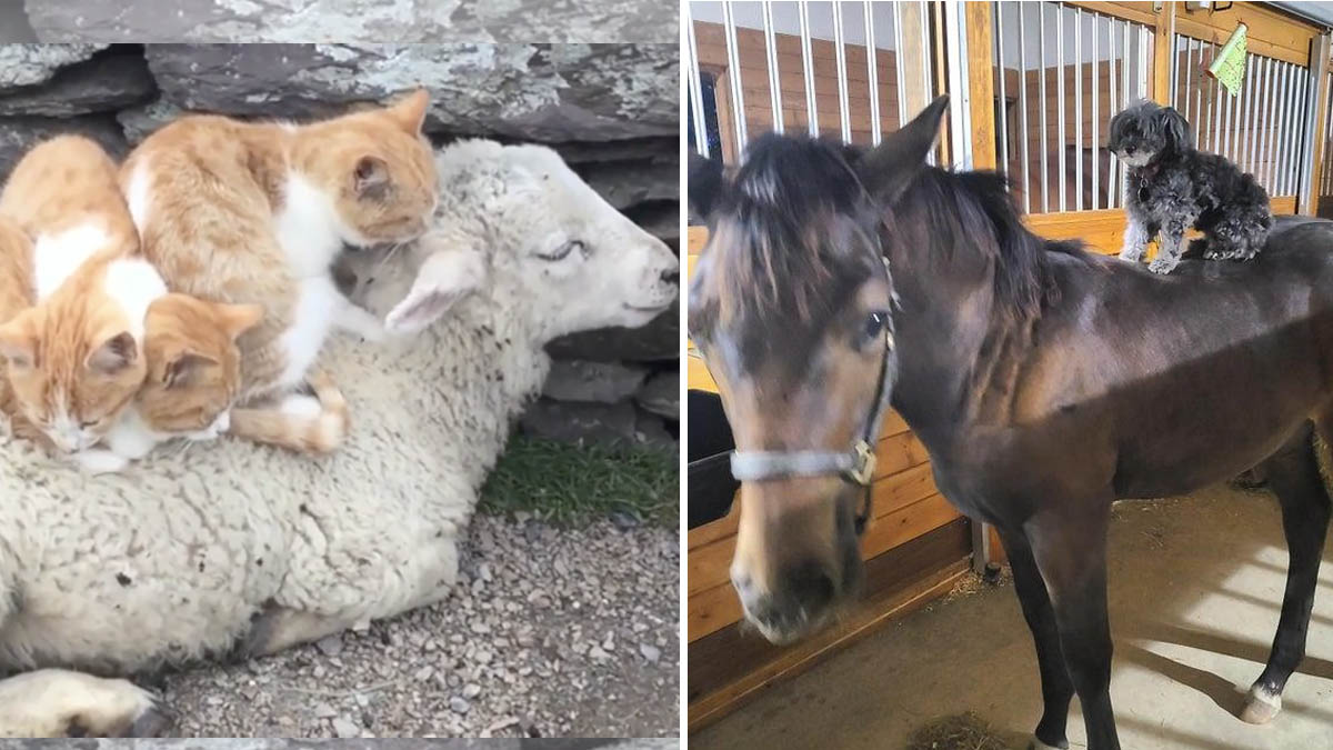 15 Instances Of 'Animals Just Being Bros'