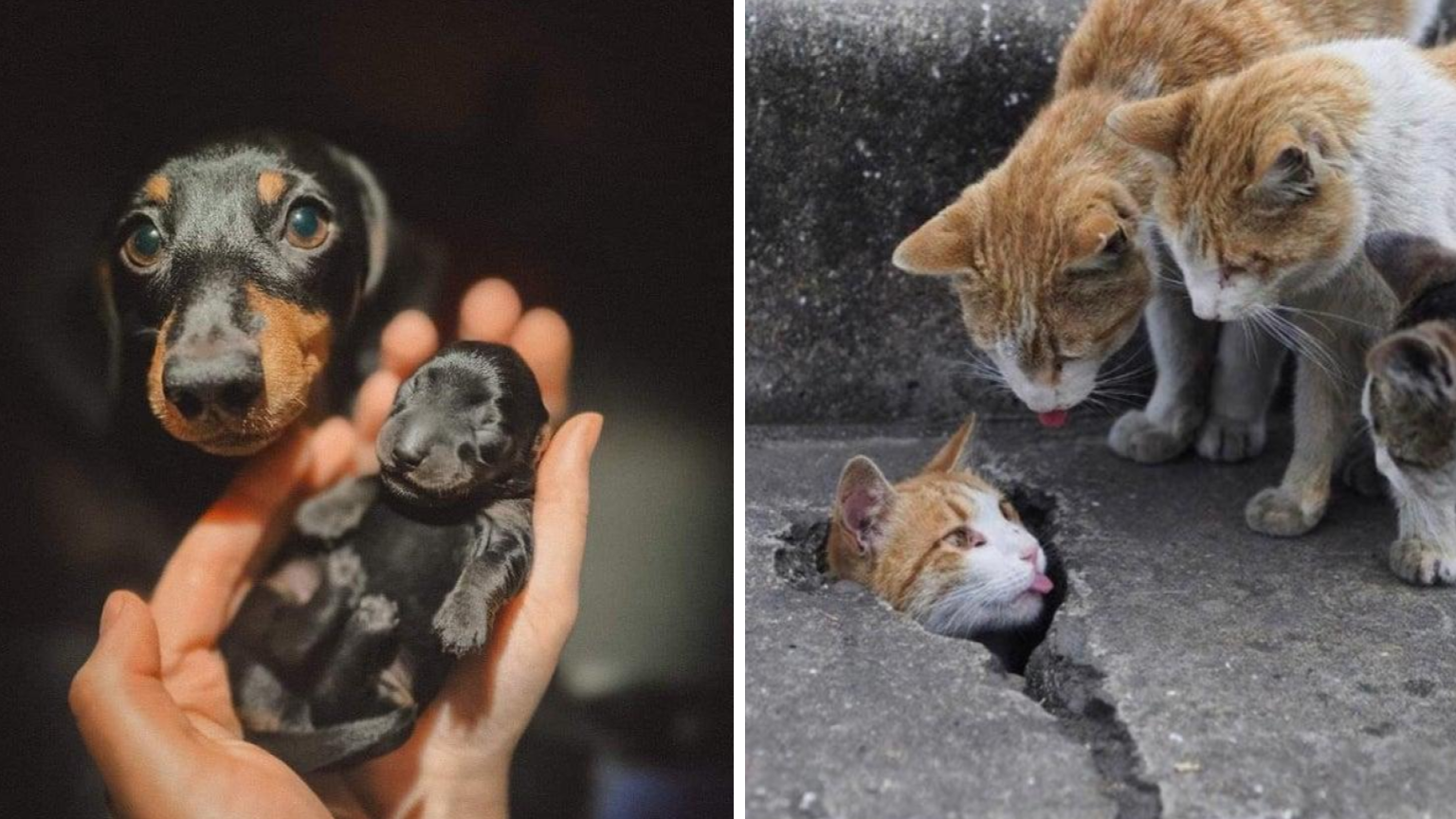 Start Your New Year Right With The Best Of Reddit's 'Awww'
