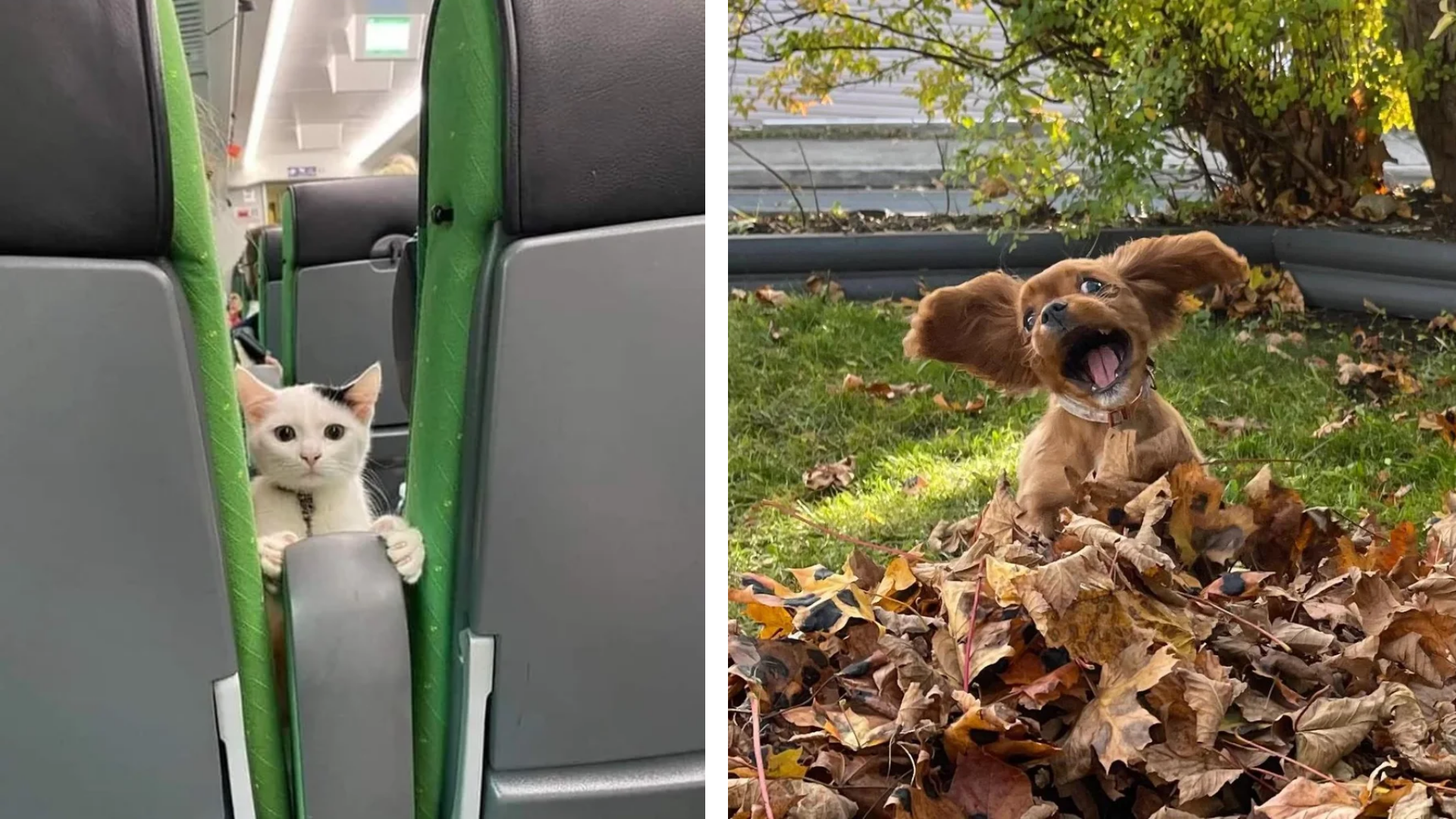 15 Times Animals Were Caught Being Derps Know Your Meme