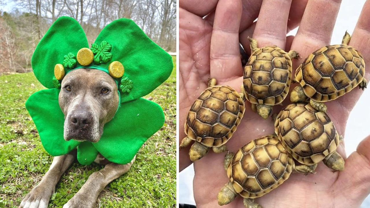 20 Animals Ready For Spring | Know Your Meme