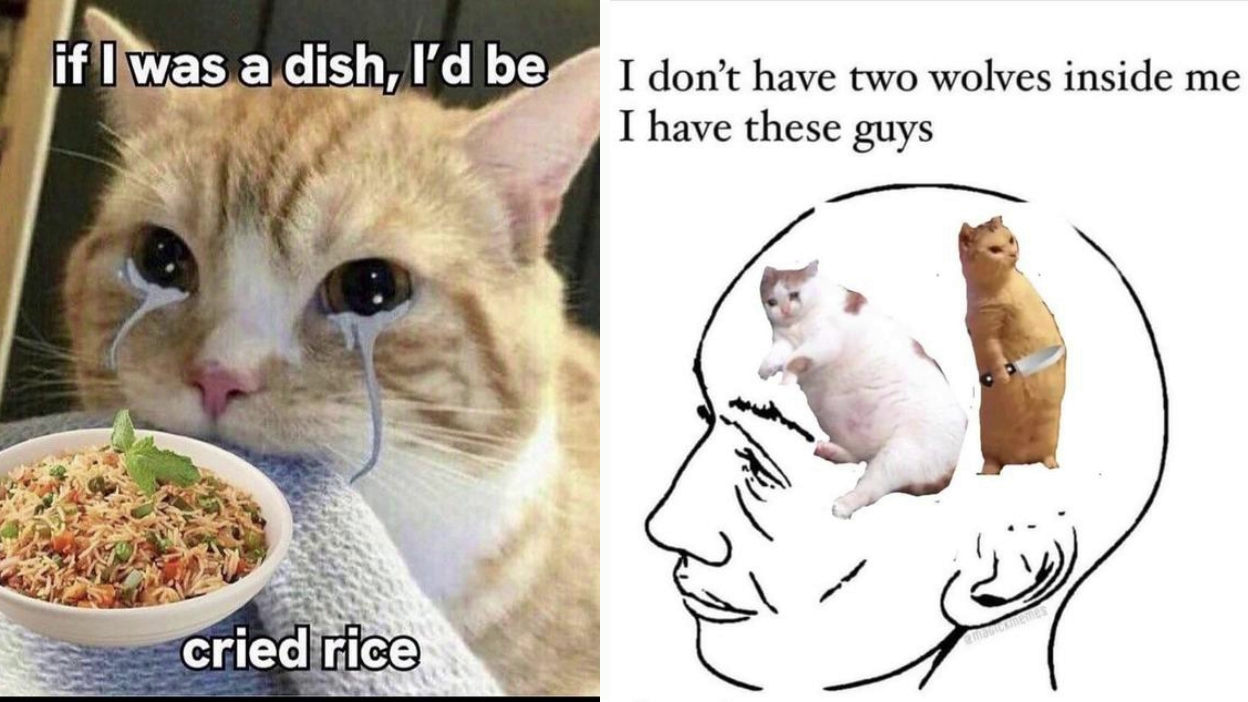 24 Positively Hilarious Cat Memes From Meow IRL Know Your Meme