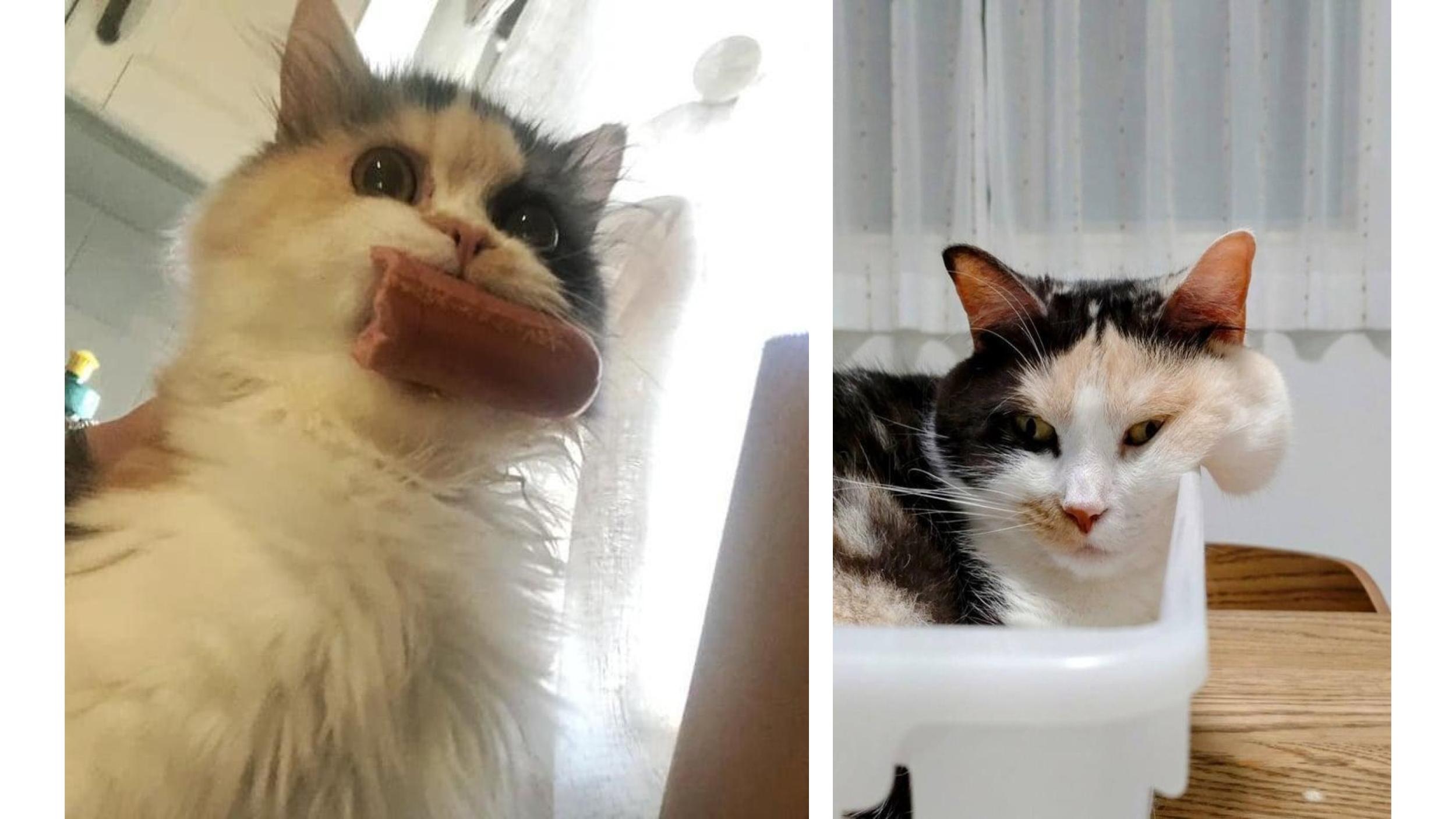 25 Cats You'll Be Able To Relate To Today | Know Your Meme