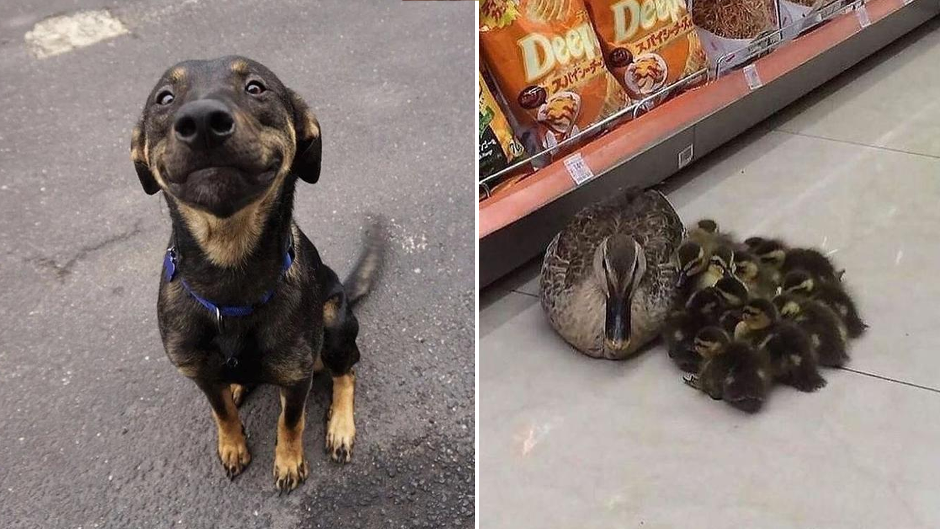 23 Cute Animals To Brighten Your Mood Know Your Meme