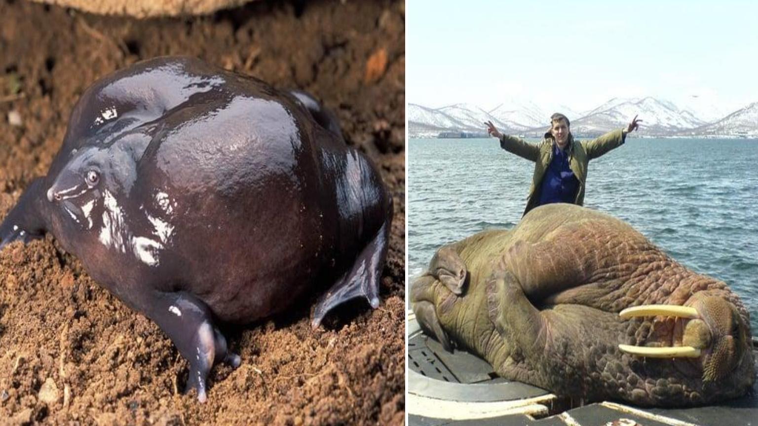 15 Confusing Pictures That Are Both Cute And Horrifying | Know Your Meme