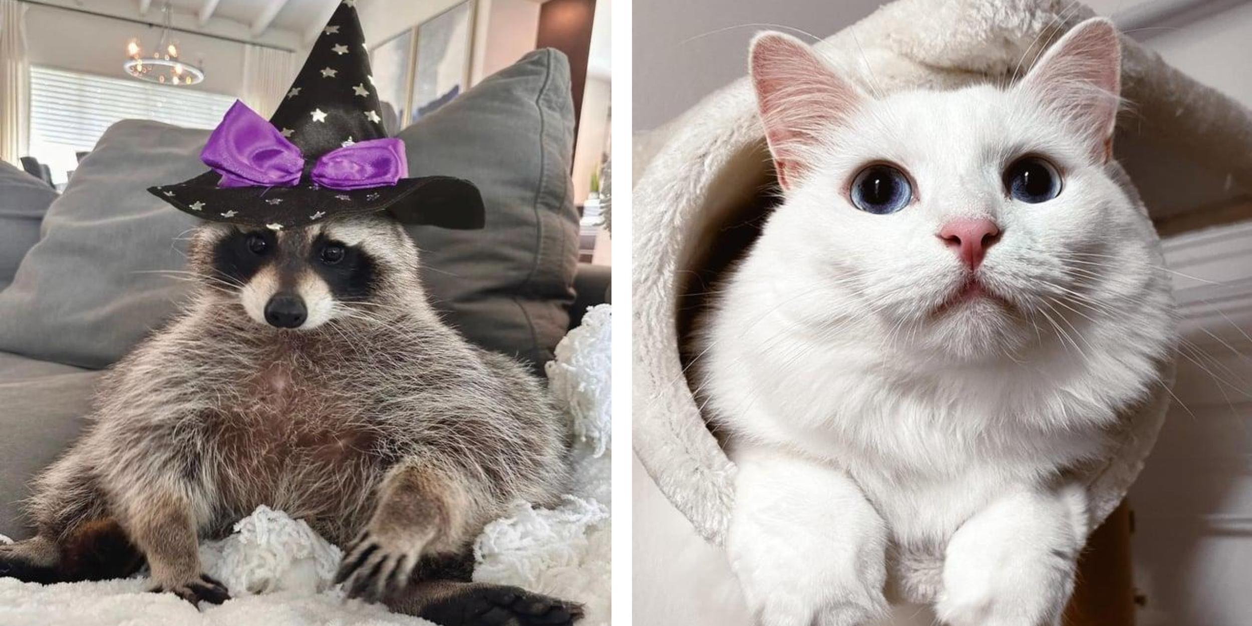 25 Cute Animals For All The Good Vibes Know Your Meme
