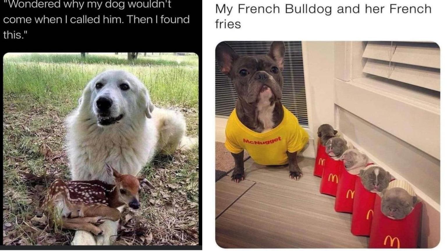 40 Dog Memes That Will Make You Laugh And Reduce Stress - Animals, image size:1536x864